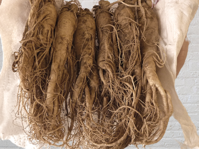 Koreanischer Ginseng Bio 30g Premium Wurzel