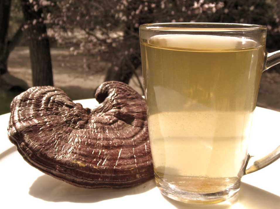 Reishi Pilz Pulver Bio 50g laborgeprüft