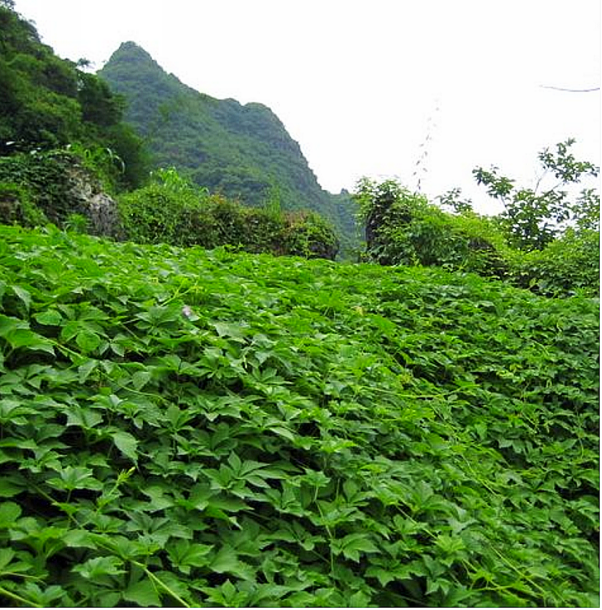 Premium Bio-Jiaogulan Tee loses Blatt – handgepflückt aus den Bergen Nordthailands in 1800m Höhe